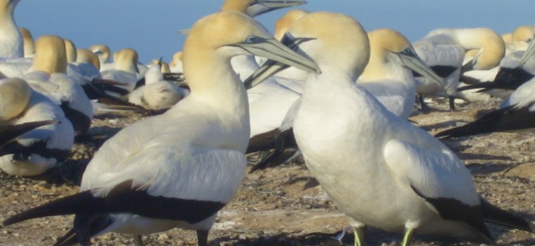 birds facing each other in a heart shape