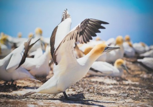 bird about to fly showing wings